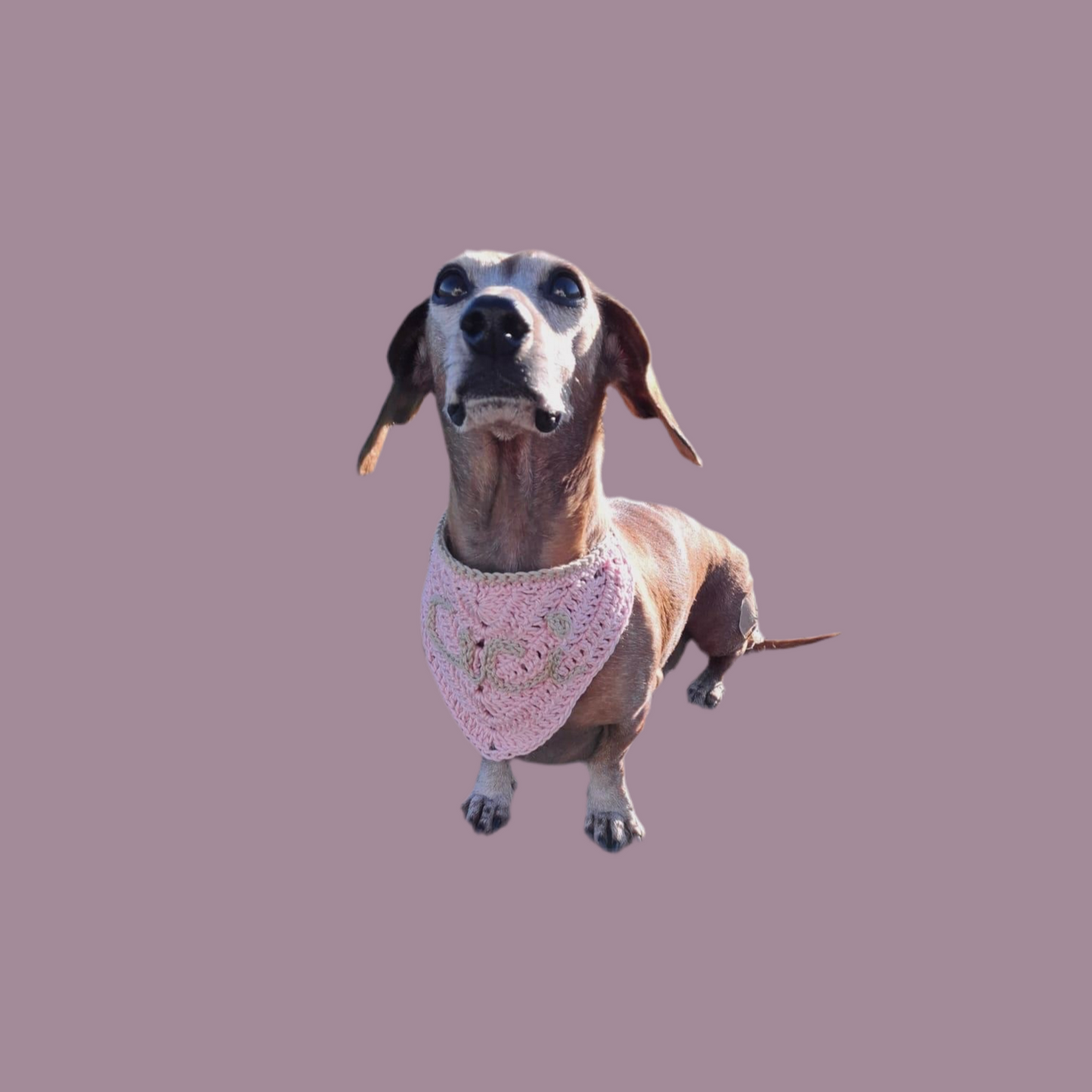 PAW-NDANA bandana per pelosetti