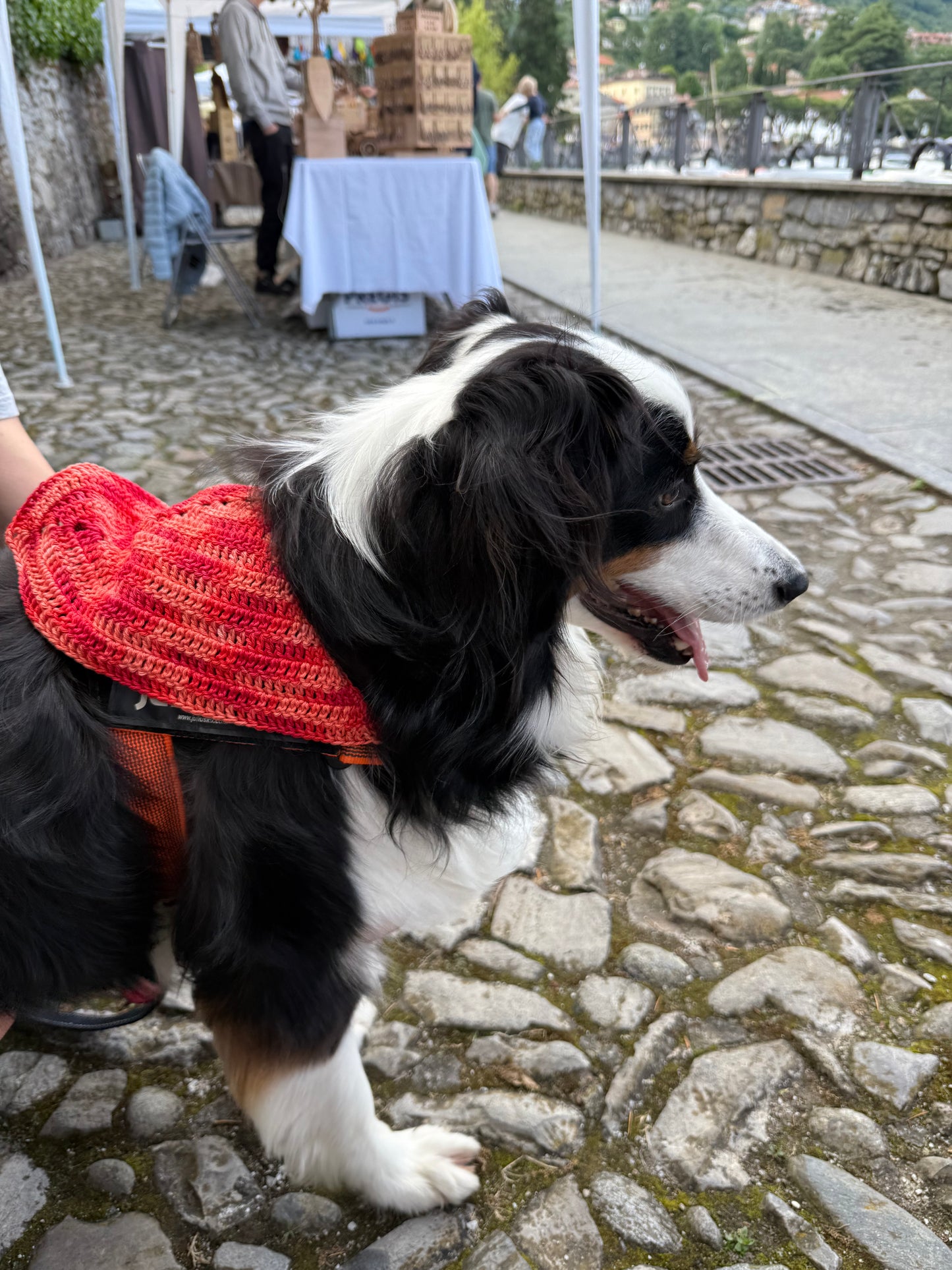 PAW-NDANA bandana per pelosetti